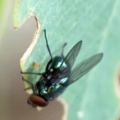 Chrysomya sp. (genus) (A green/blue blowfly) at Hackett, ACT - 11 Mar 2024 by Hejor1