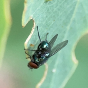 Chrysomya sp. (genus) at Holtze Close Neighbourhood Park - 11 Mar 2024