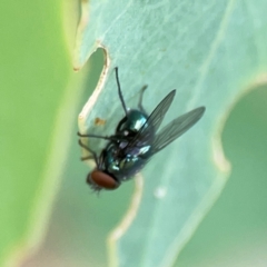 Chrysomya sp. (genus) at Holtze Close Neighbourhood Park - 11 Mar 2024 04:25 PM