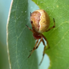 Salsa fuliginata (Sooty Orb-weaver) at Hackett, ACT - 11 Mar 2024 by Hejor1