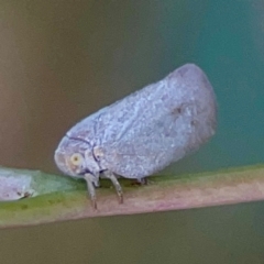 Anzora unicolor (Grey Planthopper) at Holtze Close Neighbourhood Park - 11 Mar 2024 by Hejor1