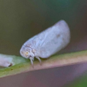 Anzora unicolor at Holtze Close Neighbourhood Park - 11 Mar 2024