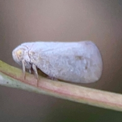 Anzora unicolor at Holtze Close Neighbourhood Park - 11 Mar 2024