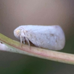 Anzora unicolor at Holtze Close Neighbourhood Park - 11 Mar 2024