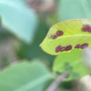 zz rusts, leaf spots, at Holtze Close Neighbourhood Park - 11 Mar 2024 04:28 PM