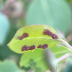 zz rusts, leaf spots, at Holtze Close Neighbourhood Park - 11 Mar 2024