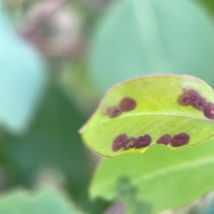 zz rusts, leaf spots, at Holtze Close Neighbourhood Park - 11 Mar 2024 04:28 PM