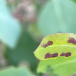 zz rusts, leaf spots, at Holtze Close Neighbourhood Park - 11 Mar 2024 04:28 PM