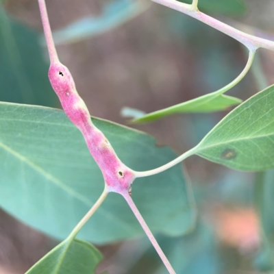 Unidentified Eucalyptus Gall at Hackett, ACT - 11 Mar 2024 by Hejor1