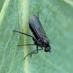 Empididae (family) at Holtze Close Neighbourhood Park - 11 Mar 2024 by Hejor1