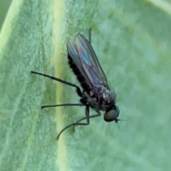 Empididae sp. (family) at Holtze Close Neighbourhood Park - 11 Mar 2024 by Hejor1