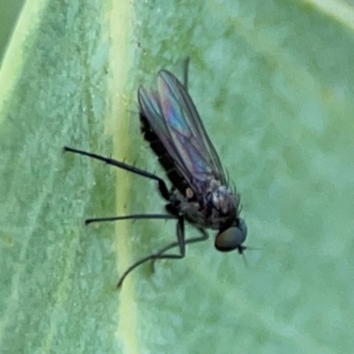 Empididae (family) at Holtze Close Neighbourhood Park - 11 Mar 2024 by Hejor1