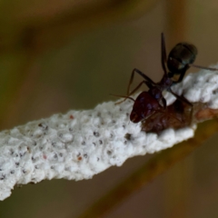 Eriococcidae sp. (family) (Unidentified felted scale) at Hackett, ACT - 11 Mar 2024 by Hejor1