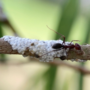 Eriococcidae sp. (family) at Holtze Close Neighbourhood Park - 11 Mar 2024