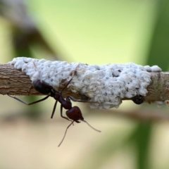 Iridomyrmex purpureus (Meat Ant) at Holtze Close Neighbourhood Park - 11 Mar 2024 by Hejor1