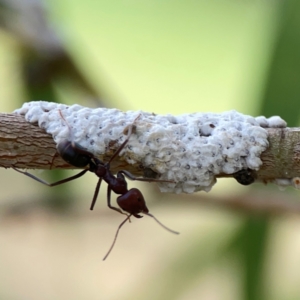 Iridomyrmex purpureus at Holtze Close Neighbourhood Park - 11 Mar 2024