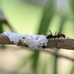 Iridomyrmex purpureus at Holtze Close Neighbourhood Park - 11 Mar 2024