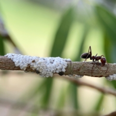 Iridomyrmex purpureus at Holtze Close Neighbourhood Park - 11 Mar 2024