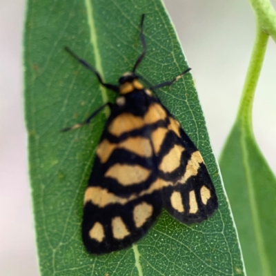 Asura lydia (Lydia Lichen Moth) at Hackett, ACT - 11 Mar 2024 by Hejor1