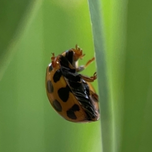 Harmonia conformis at Holtze Close Neighbourhood Park - 11 Mar 2024