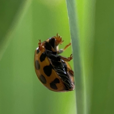 Harmonia conformis (Common Spotted Ladybird) at Hackett, ACT - 11 Mar 2024 by Hejor1