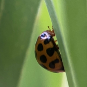 Harmonia conformis at Holtze Close Neighbourhood Park - 11 Mar 2024