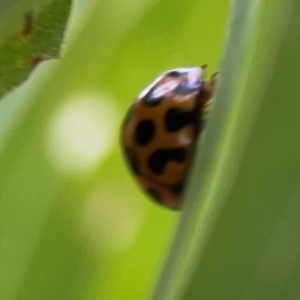 Harmonia conformis at Holtze Close Neighbourhood Park - 11 Mar 2024