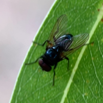 Diptera (order) at Holtze Close Neighbourhood Park - 11 Mar 2024 by Hejor1