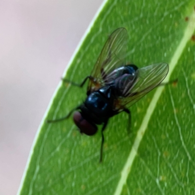 Unidentified Other true fly at Hackett, ACT - 11 Mar 2024 by Hejor1