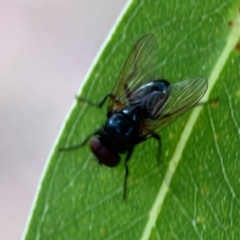 Unidentified Other true fly at Hackett, ACT - 11 Mar 2024 by Hejor1