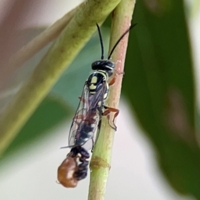 Agriomyia sp. (genus) (Yellow flower wasp) at Hackett, ACT - 11 Mar 2024 by Hejor1