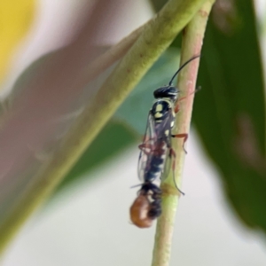 Agriomyia sp. (genus) at Holtze Close Neighbourhood Park - 11 Mar 2024