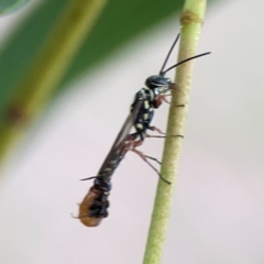 Agriomyia sp. (genus) at Holtze Close Neighbourhood Park - 11 Mar 2024