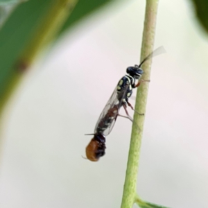 Agriomyia sp. (genus) at Holtze Close Neighbourhood Park - 11 Mar 2024 04:37 PM