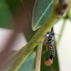 Agriomyia sp. (genus) at Holtze Close Neighbourhood Park - 11 Mar 2024 04:37 PM