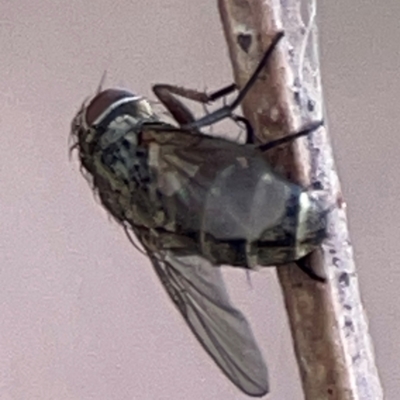 OESTROIDEA (superfamily) at Holtze Close Neighbourhood Park - 11 Mar 2024 by Hejor1