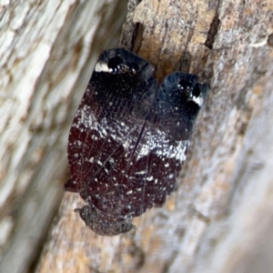 Platybrachys decemmacula at Holtze Close Neighbourhood Park - 11 Mar 2024 04:40 PM