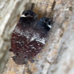 Platybrachys decemmacula at Holtze Close Neighbourhood Park - 11 Mar 2024 04:40 PM