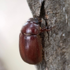 Scarabaeidae (family) at Hackett, ACT - 11 Mar 2024 by Hejor1