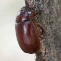 Heteronyx sp. (genus) at Holtze Close Neighbourhood Park - 11 Mar 2024