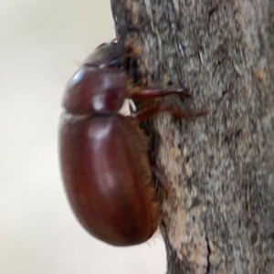 Heteronyx sp. (genus) at Holtze Close Neighbourhood Park - 11 Mar 2024