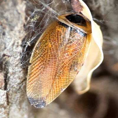 Ellipsidion australe (Austral Ellipsidion cockroach) at Hackett, ACT - 11 Mar 2024 by Hejor1