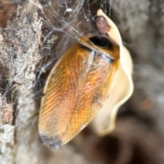 Ellipsidion australe at Holtze Close Neighbourhood Park - 11 Mar 2024