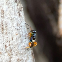 Chalcidoidea (superfamily) (A gall wasp or Chalcid wasp) at Hackett, ACT - 11 Mar 2024 by Hejor1