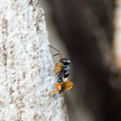 Chalcidoidea (superfamily) (A gall wasp or Chalcid wasp) at Holtze Close Neighbourhood Park - 11 Mar 2024 by Hejor1