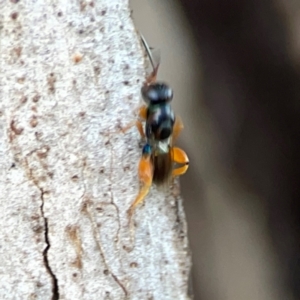 Chalcidoidea (superfamily) at Holtze Close Neighbourhood Park - 11 Mar 2024