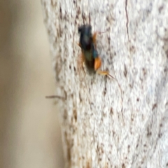 Chalcidoidea (superfamily) at Holtze Close Neighbourhood Park - 11 Mar 2024 04:42 PM