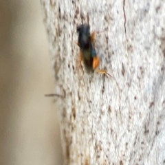 Chalcidoidea (superfamily) at Holtze Close Neighbourhood Park - 11 Mar 2024