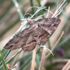 Chloroclystis filata (Filata Moth, Australian Pug Moth) at Holtze Close Neighbourhood Park - 11 Mar 2024 by Hejor1