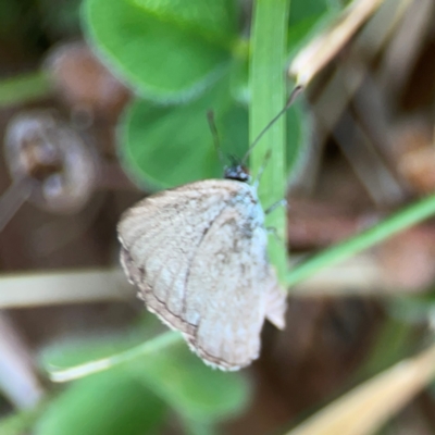 Zizina otis (Common Grass-Blue) at Hackett, ACT - 11 Mar 2024 by Hejor1